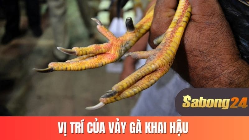 Vị trí của vảy gà khai hậu Vị trí của vảy gà khai hậu