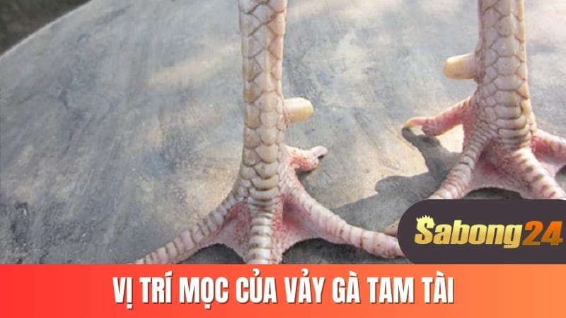 Vị trí mọc của vảy gà tam tài