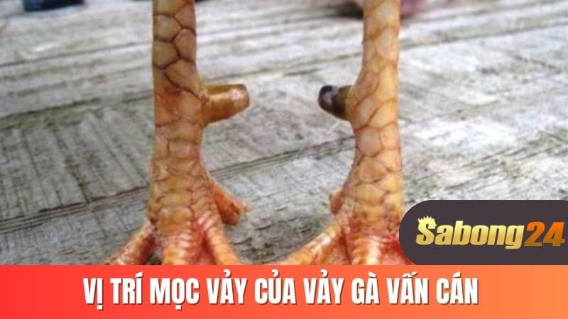 Vị trí mọc vảy của vảy gà vấn cán Vị trí mọc vảy của vảy gà vấn cán