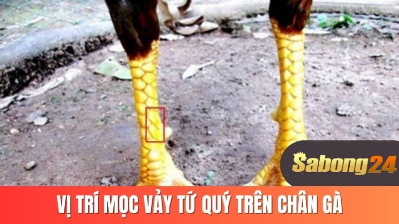 Vị trí mọc vảy tứ quý trên chân gà