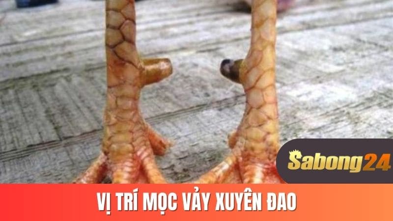 Vị trí mọc vảy xuyên đao