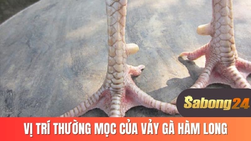 Vị trí thường mọc của vảy gà hàm long Vị trí thường mọc của vảy gà hàm long