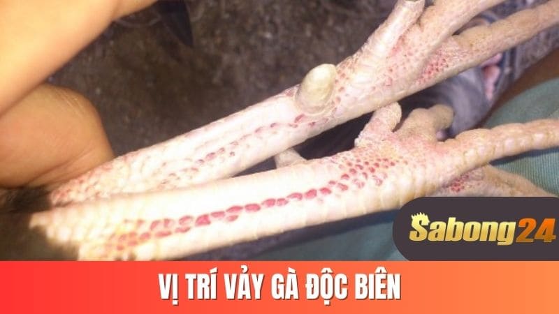 Vị trí vảy gà độc biên Vị trí vảy gà độc biên