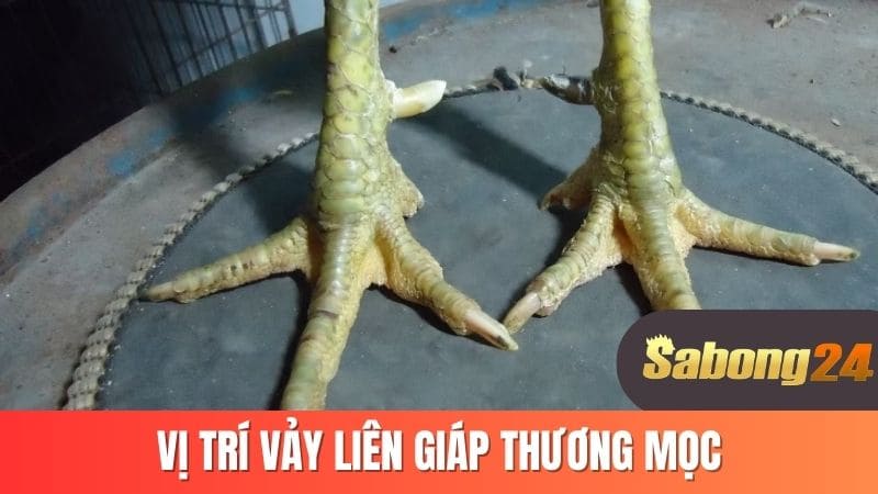 Vị trí vảy liên giáp thưởng mọc Vị trí vảy liên giáp thưởng mọc