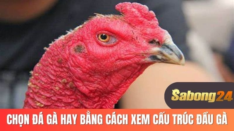 Chọn gà đá hay bằng cách xem cấu trúc đầu gà