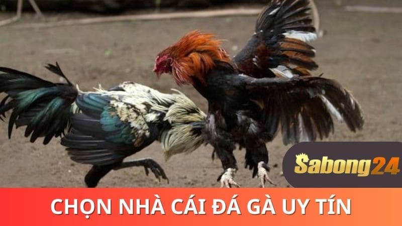Chọn nhà cái đá gà uy tín Chọn nhà cái đá gà uy tín