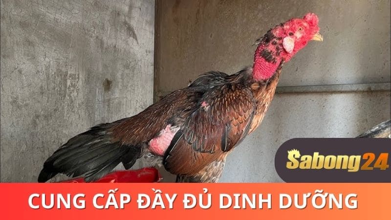 Cung cấp đầy đủ chất dinh dưỡng khi gà thay lông Cung cấp đầy đủ chất dinh dưỡng khi gà thay lông