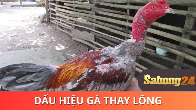 Dấu hiệu gà thay lông Dấu hiệu gà thay lông