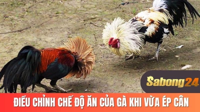 Điều chỉnh chê độ ăn của gà khi vừa ép cân