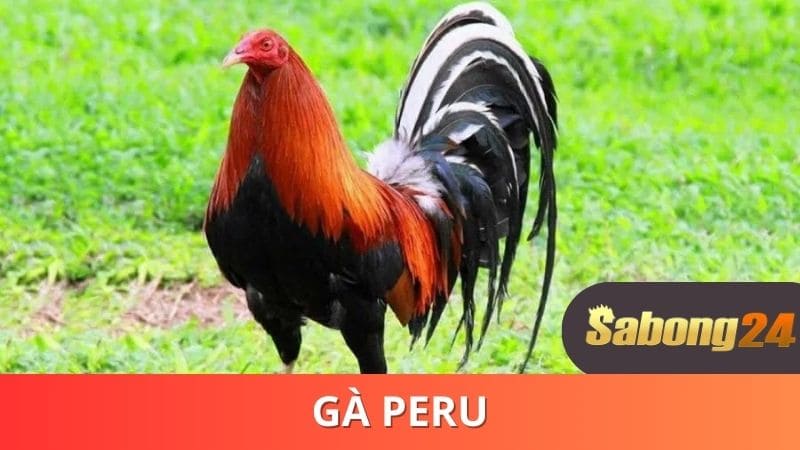 Dòng gà Peru