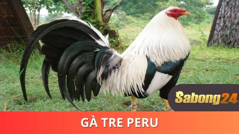 Dòng gà tre Peru