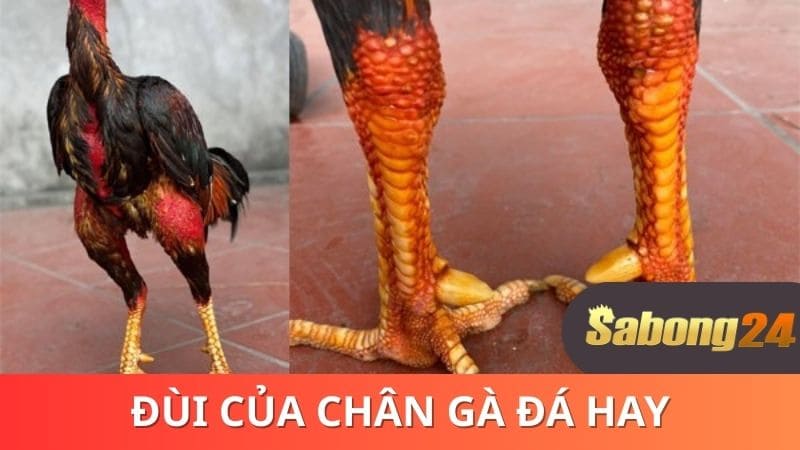 Đùi của chân gà đá hay