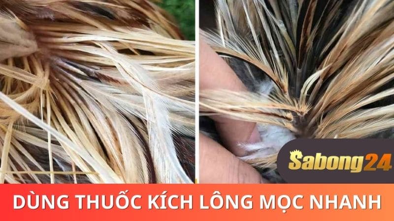 Dùng thuốc kích mọc lông khi gà đang thay lông