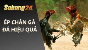 Ép Cân Gà Đá Hiệu Quả