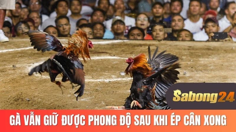 Gà vẫn giữ được phong độ sau khi ép cân xong