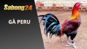 Loại Gà PERU