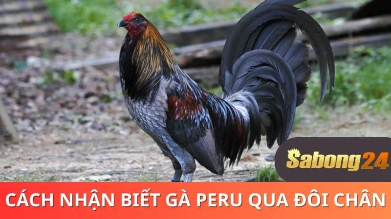Nhận biết gà Peru qua đôi chân