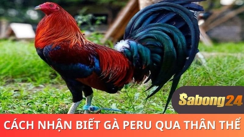 Nhận biết gà Peru qua thân hình