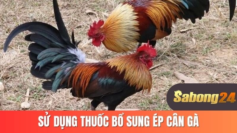 Sử dụng thuốc bổ sung ép cân gà