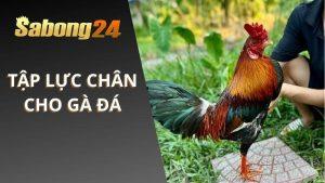 Tập lực chân gà đá hiệu quả