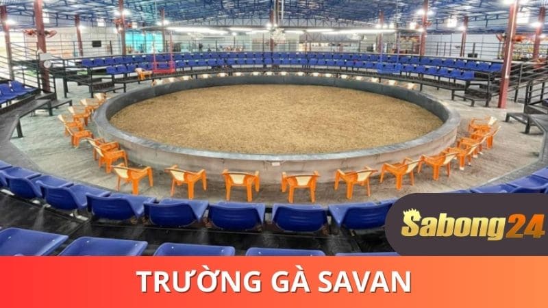 Tìm hiểu chi tiết về trường gà SAVAN Tìm hiểu chi tiết về trường gà SAVAN