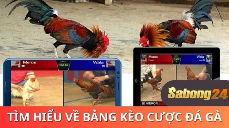 Tìm hiểu về bảng kèo cược đá gà Tìm hiểu về bảng kèo cược đá gà