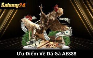 Ưu Điểm Về Đá Gà AE888