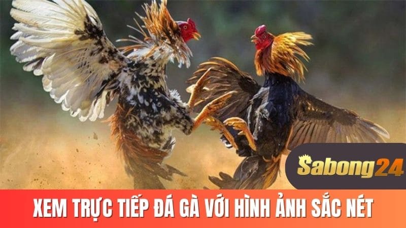 Xem trực tiếp đá gà với hình ảnh sắc nét