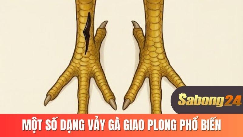 Liệt kê các dạng vảy giao long phổ biến