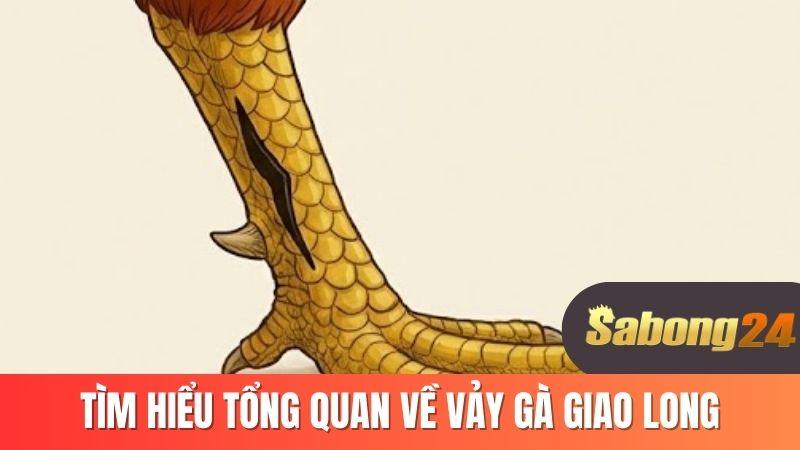 Tìm hiểu tổng quan về vảy gà giao long