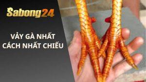 Vảy Gà Nhất Cách Nhất Chiếu