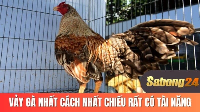 vảy gà nhất cách nhất chiếu có tài năng